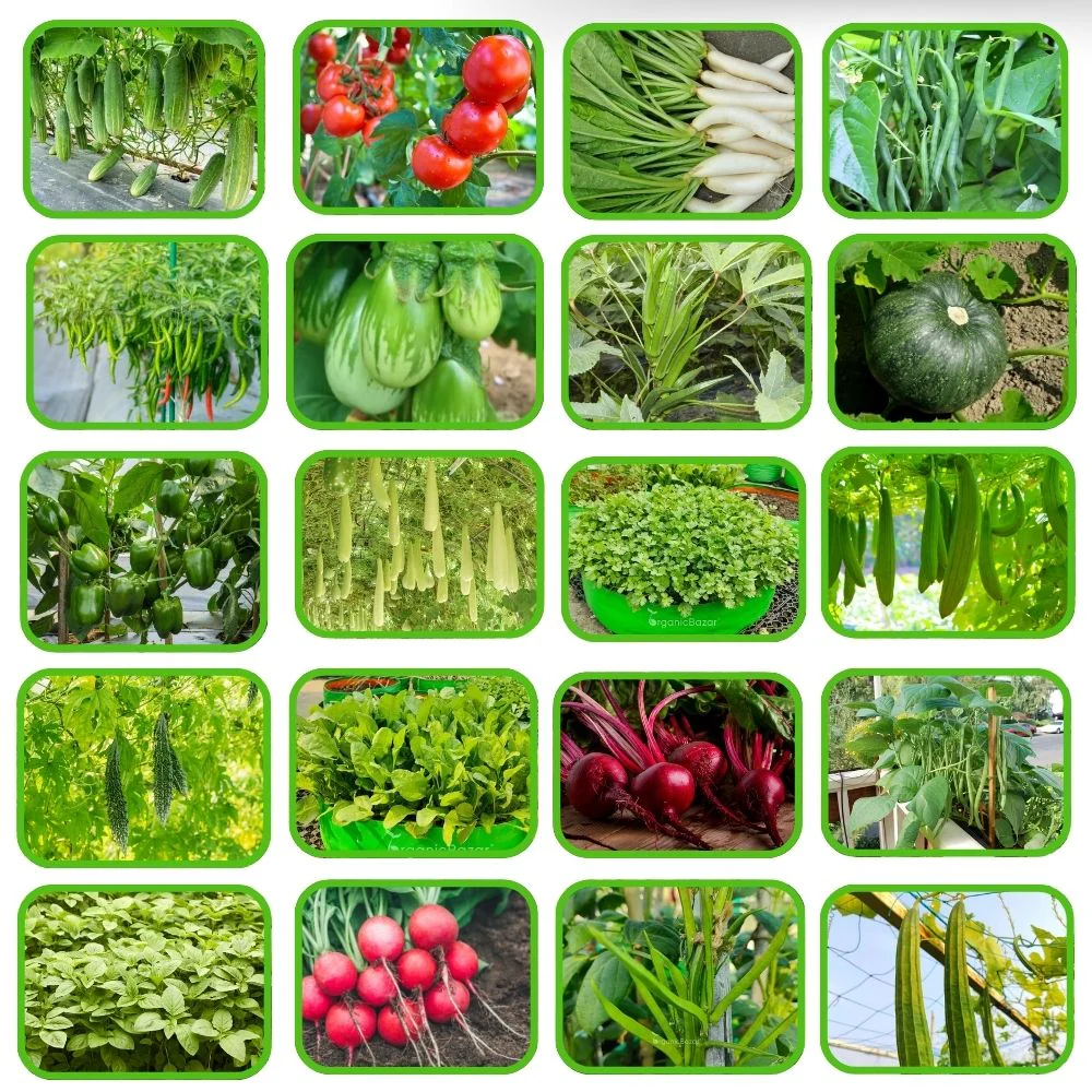 Rainy Season Vegetable Seeds Kit – Pack of 20 Best Vegetable Seeds for Monsoon Gardening | Ideal for Terrace & Kitchen Garden - Image 3