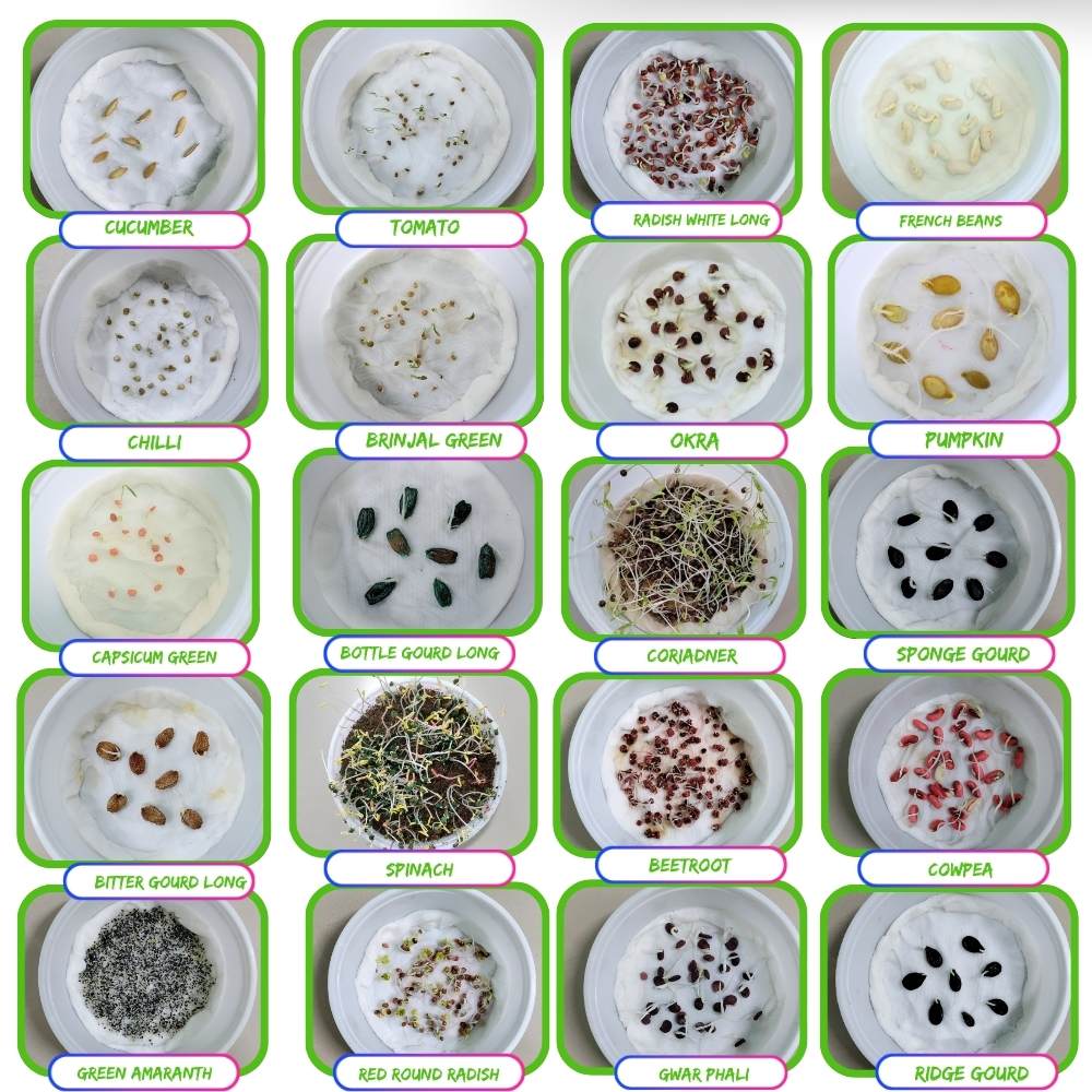 Rainy Season Vegetable Seeds Kit – Pack of 20 Best Vegetable Seeds for Monsoon Gardening | Ideal for Terrace & Kitchen Garden - Image 4