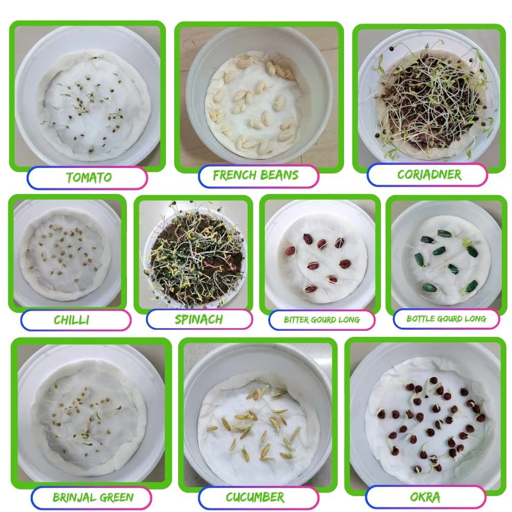 All Time Vegetable Seeds Kit for Home Gardening - Image 4