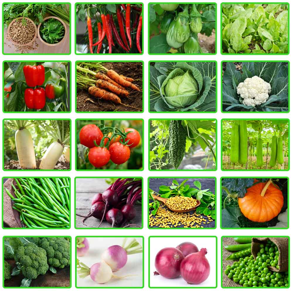 Winter Season Vegetables Seeds Kit – 20 Best Winter Vegetable Seeds for Terrace Gardening 🌱❄️ - Image 3