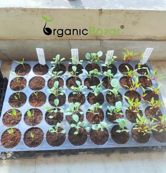 Winter Season Vegetables Seeds Kit – 20 Best Winter Vegetable Seeds for Terrace Gardening 🌱❄️ - Image 6