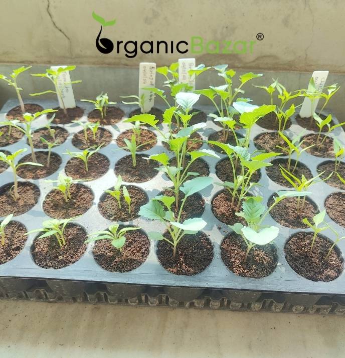 Winter Season Vegetables Seeds Kit – 20 Best Winter Vegetable Seeds for Terrace Gardening 🌱❄️ - Image 7